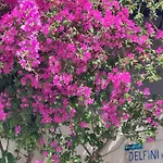 מלון Doron Delfini Naxos City