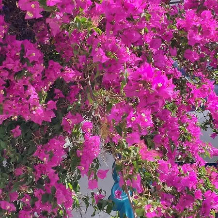 ホテル Doron Delfini