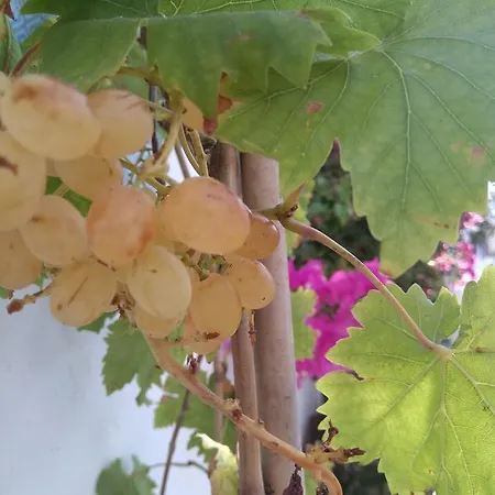 Doron Delfini * Naxos City