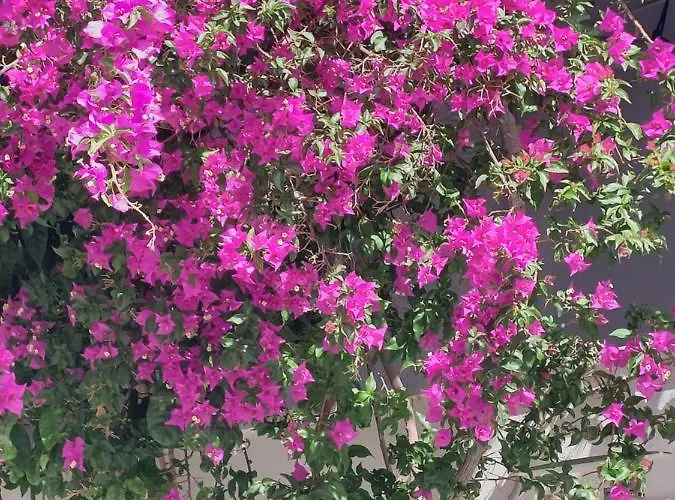 Hotel Doron Delfini Naxos City